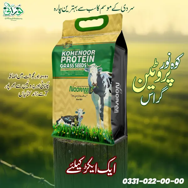 Kohenoor Protein Grass Seeds 10KG Bag