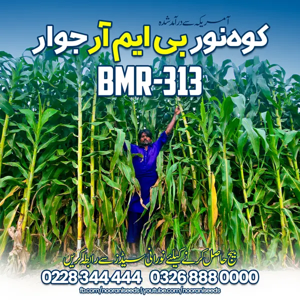 Kohenoor Hybrid BMR-313 Sorghum Grass | 35000 Seeds Pack - For Half Acer