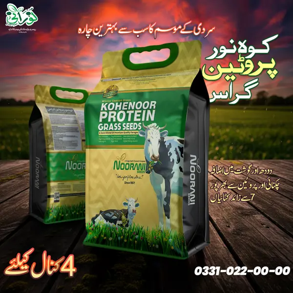 Kohenoor Protein Grass Seeds 05 KG Bag