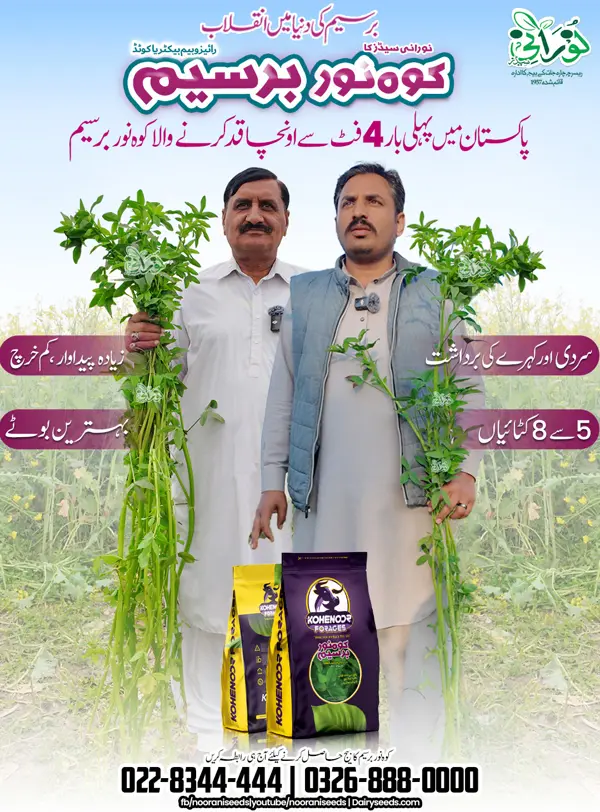 Kohenoor Berseem (Rhizobium Bacteria Coated Seeds) 10KG   کوہ نور بسیم  ایکڑ کیلئے