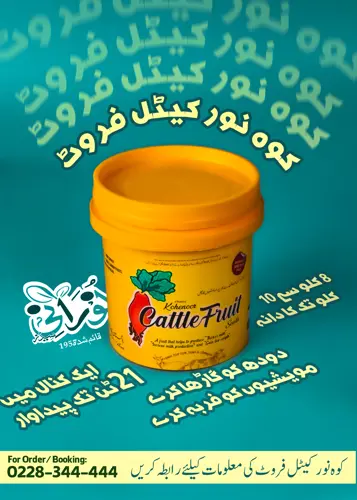 Kohenoor Cattle Fruit 3000 Seed Bucket - کوہ نور کیٹل فروٹ 3ہزار بیج کا پیک