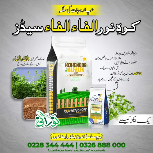 Kohenoor Alfalfa Seeds 10 KG Bag