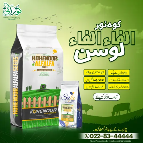 Kohenoor Alfalfa Seeds 05 KG Bag