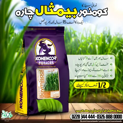 Kohenoor Baymisaal Grass Half Acer Seed Bag - کوہ نور بیمثال چارہ آدھا ایکڑکیلئے