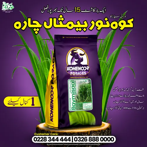 Kohenoor Baymisaal Grass 1 Kanal Seed Bag - کوہ نور بیمثال چارہایک کنال کیلئے