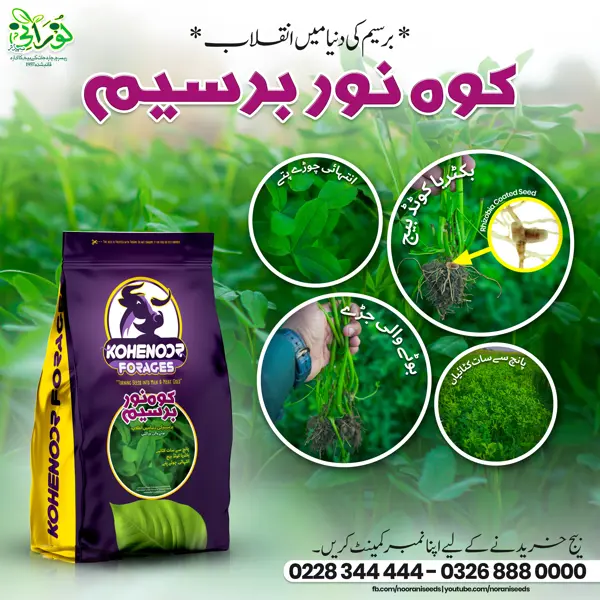 Kohenoor Berseem (Rhizobium Bacteria Coated Seeds) 1KG   کوہ نور بسیم ایک ایکڑ کیلئے