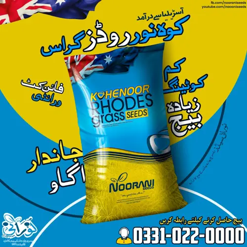 Kohenoor Rhodes Grass Fine Cut 1Kg Bag - کوہ نور روڈز گراس فائن کٹ ایک کنال کیلئے