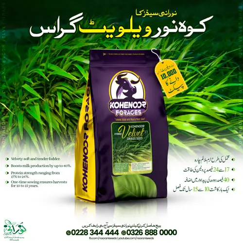 Kohenoor F1 Hybrid Velvet Grass 10,000 Seed Bag - کوہ نور ہائبرڈ ویلویٹ چارہ دس ہزار بیج کا پیکٹ