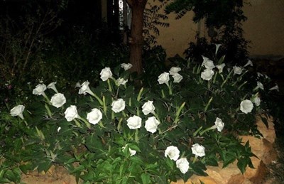 Evening Fragrance Datura Seeds
