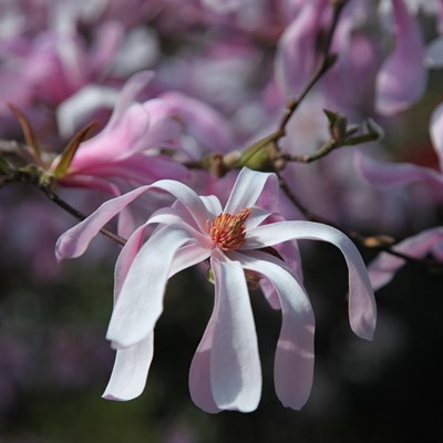 Loebner Magnolia Flower Tree Seeds