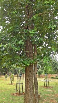 Indian Red Chandan Tree Seeds