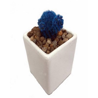 Blue Desert Gem Cacti Seeds