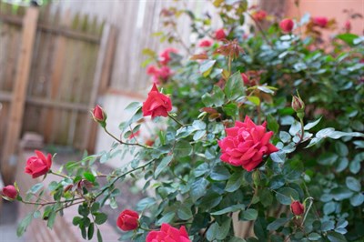 Red Spark Climbing Rose