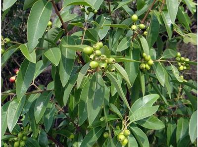Malayagiri Chandan Tree Seeds