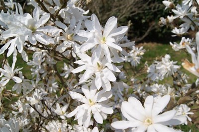 Star Magnolia Flower Tree Seeds