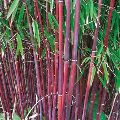 Red Bamboo Seeds