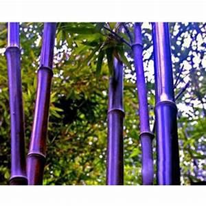 Purple Bamboo Seeds