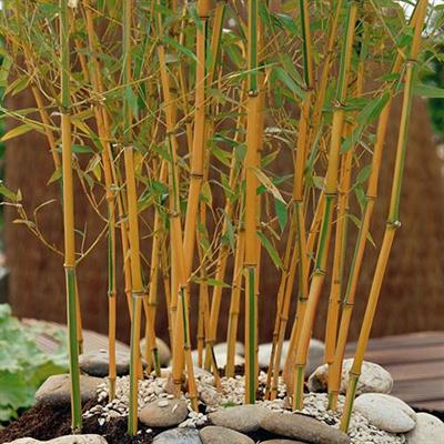 Yellow Bamboo Seeds