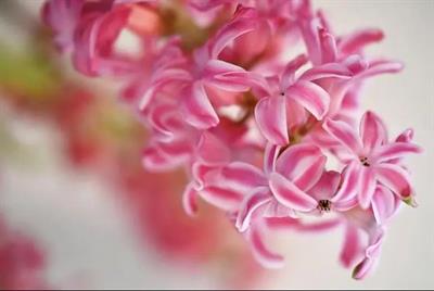 Pink Surprise Hyacinths