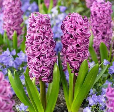 Purple Sensation Hyacinths