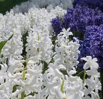 White Festival Hyacinths