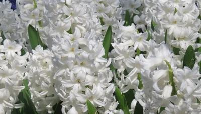 Aiolos Hyacinths