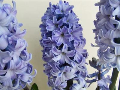Delft Blue Hyacinths