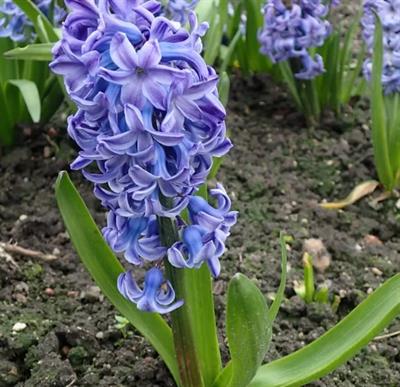Blue Jacket Hyacinths
