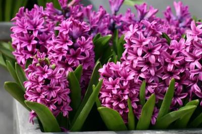 Miss Saigon Hyacinths
