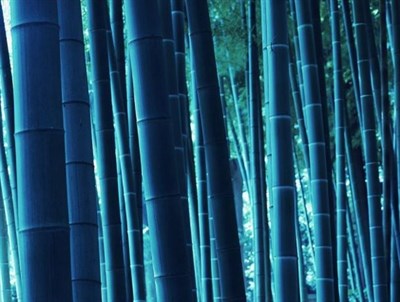 Bonsai Blue Bamboo Seeds
