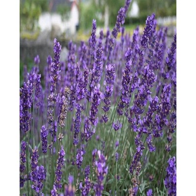 Royal Velvet English Lavender Seeds