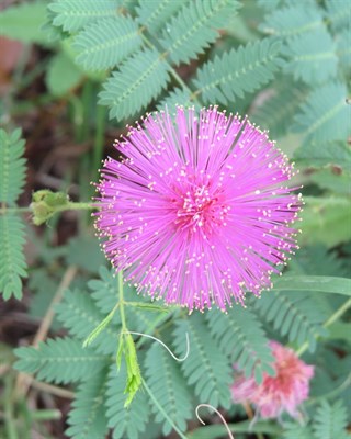 Pink French Mimosa Pudica 