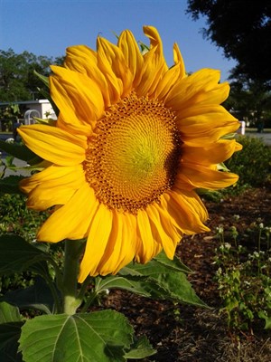 Sunflower Sunforest Mix Seeds