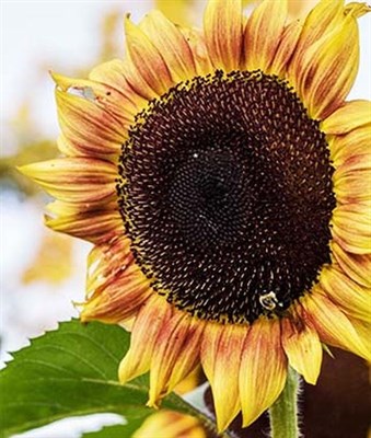 Sunflower Procut Plum Hybrid Seeds