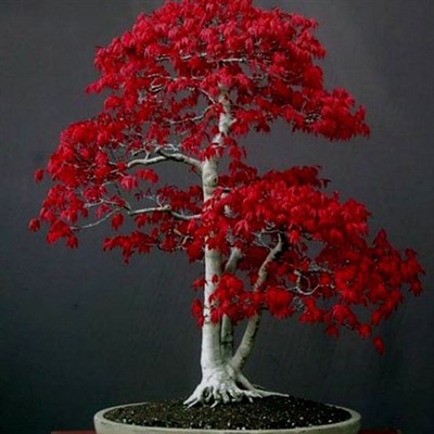 Bonsai Red Maple Seeds