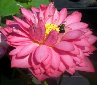 Fenqianye - Thousand Petal Water Lotus Seeds