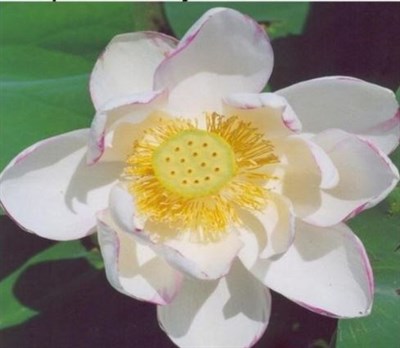 Empress Water Lotus Seeds