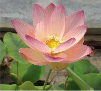Beautiful Dancer Water Lotus Seeds