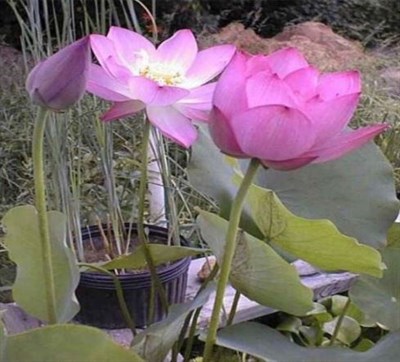 Sunflower Water Lotus Seeds