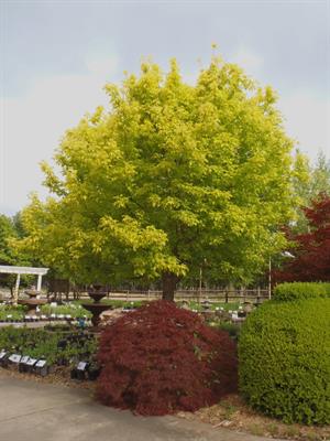 Boxelder Maple Tree Seeds (Acer Negundo)