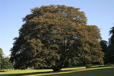 Sycamore Maple Tree Seeds (Acer pseudoplatanus)