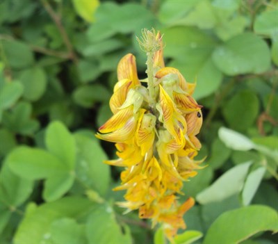 Crotalaria Regal Birdflower Yellow