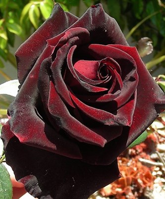 Red Velvet Rose Seeds