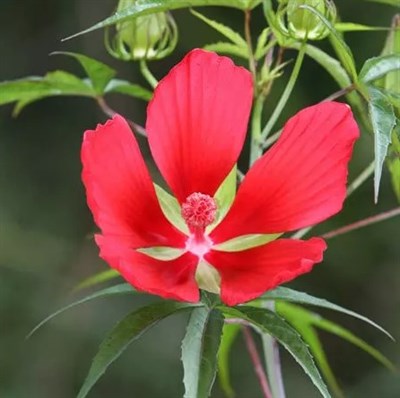 Hibiscus Rose Mallow
