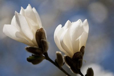 Anise Magnolia Flower Tree Seeds