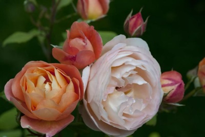 Rose Lady Emma Hamilton Seeds