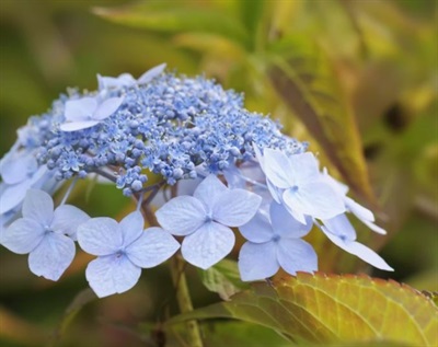 Hydrangea Blue Deckle Flower Seeds