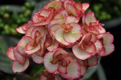 Hydrangea Miss Saori Flower Seeds