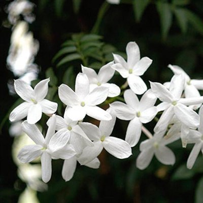 Jasminum auriculatum (Indian Juhi)