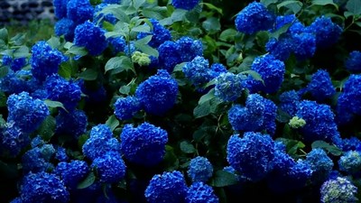 Hydrangea Navy Blue Flower Seeds